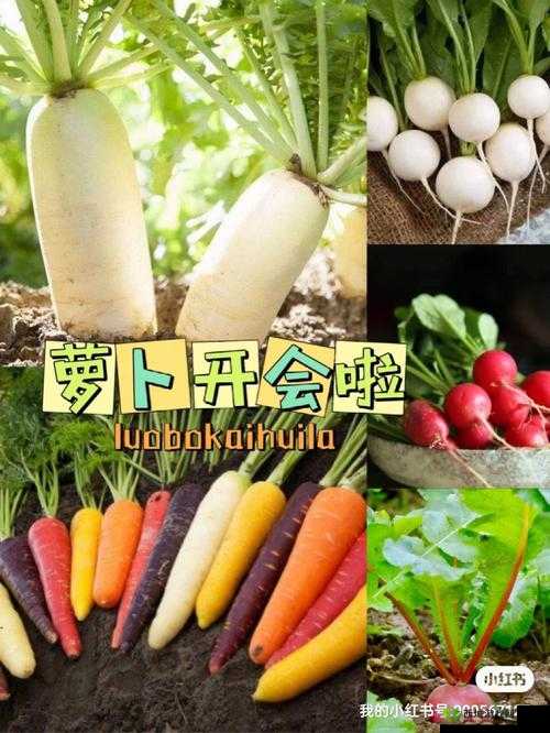拔萝卜又叫黄降 9.1：一场神秘的冒险之旅