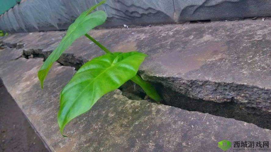 在夹缝中生存的磨心
