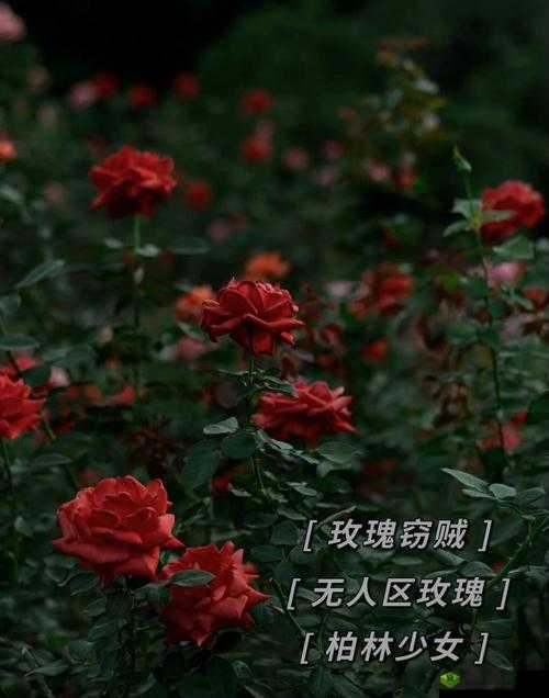 神秘的无人区玫瑰与柏林少女的禁忌之恋：致命的诱惑