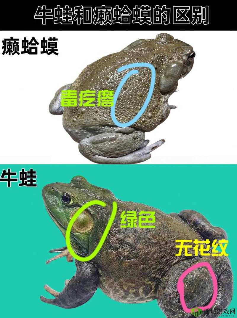 老师小扫货水能么多叫出来之探讨