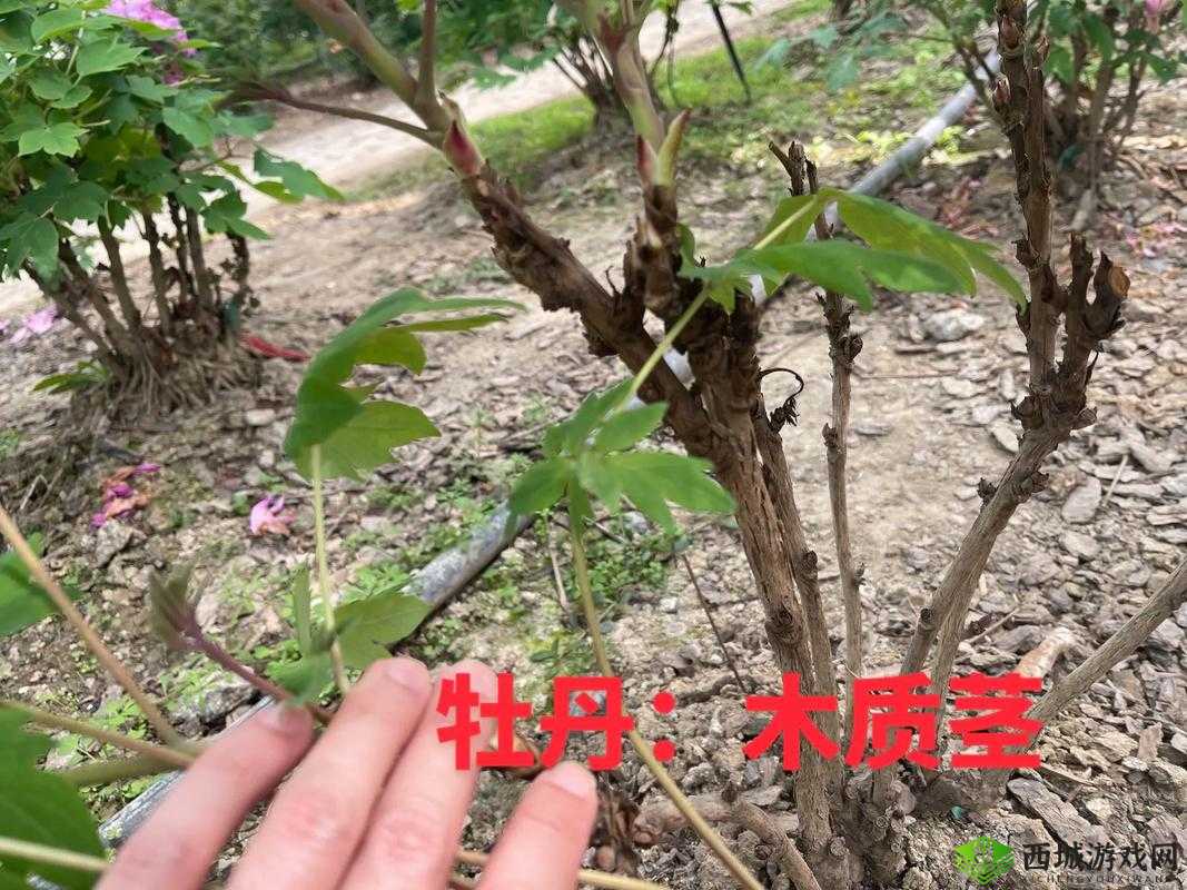 国色天香和日式的区别：风格特色之探究