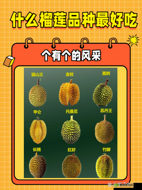 8008 幸福宝入口榴莲分类专区：探索幸福与满足的奇妙世界