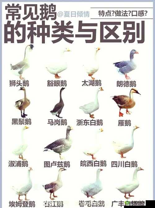 希望之村如何获取家鹅？全面养殖攻略及未来玩法革新大猜想
